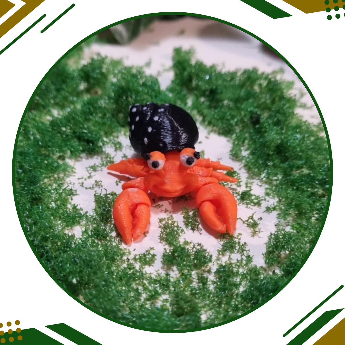 Shyla the Hermit Crab